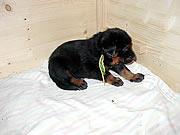 woche 4