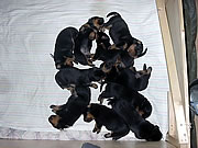 tag 15