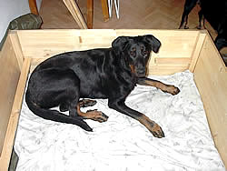 tess